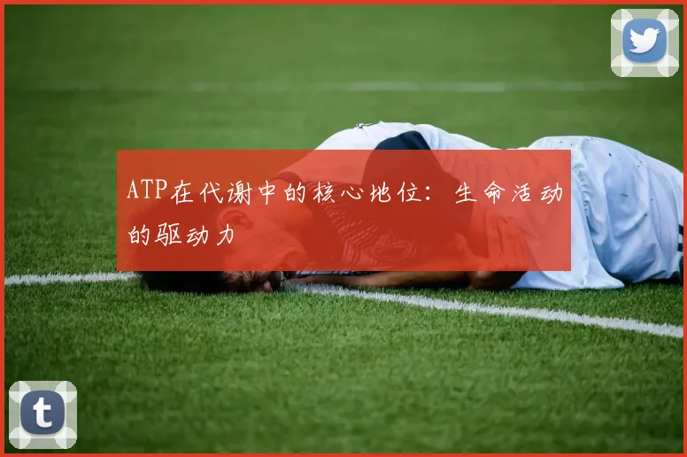 ATP在代谢中的核心地位：生命活动的驱动力