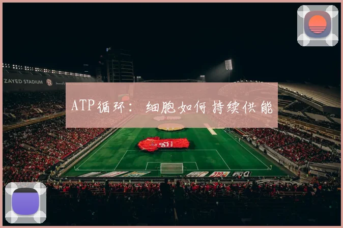 ATP循环：细胞如何持续供能