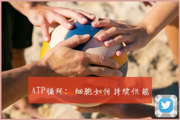ATP循环：细胞如何持续供能